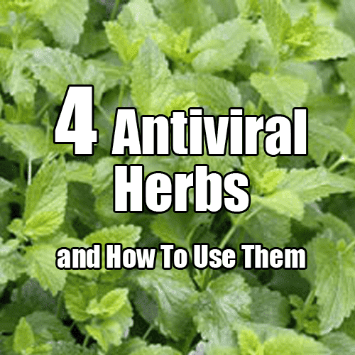 4 Powerful Antiviral Herbs and How To use Them