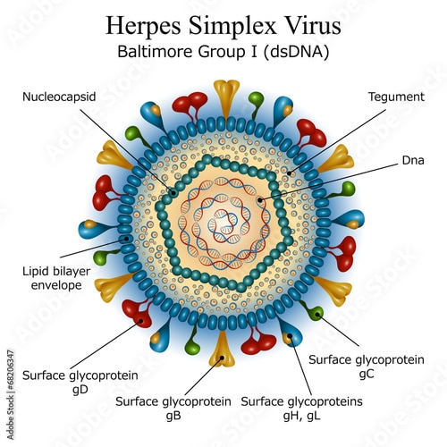 Diagram of Herpes simplex virus particle structure Stock Vector
