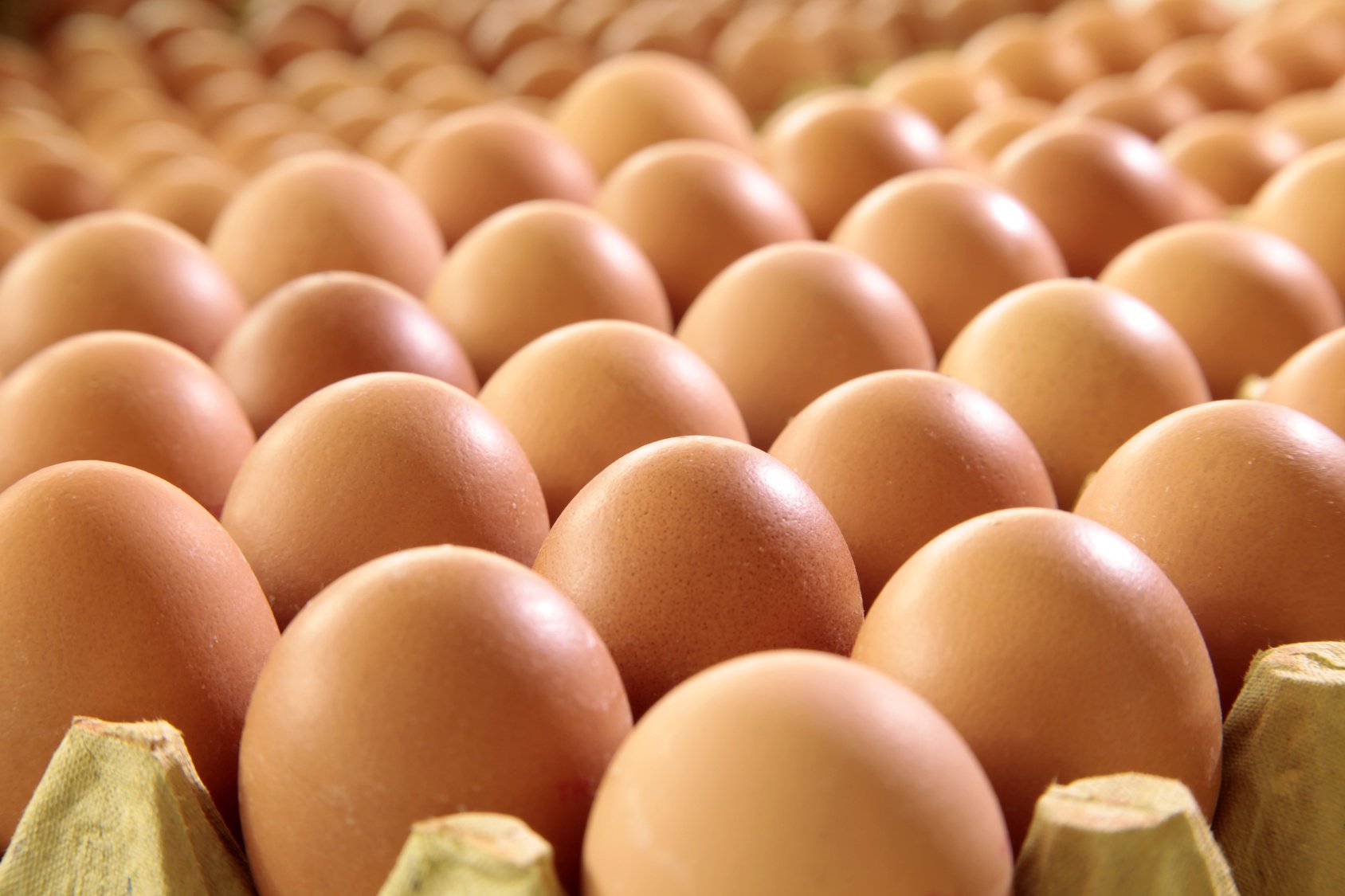 Farming Eggs: Is It A Profitable Business?