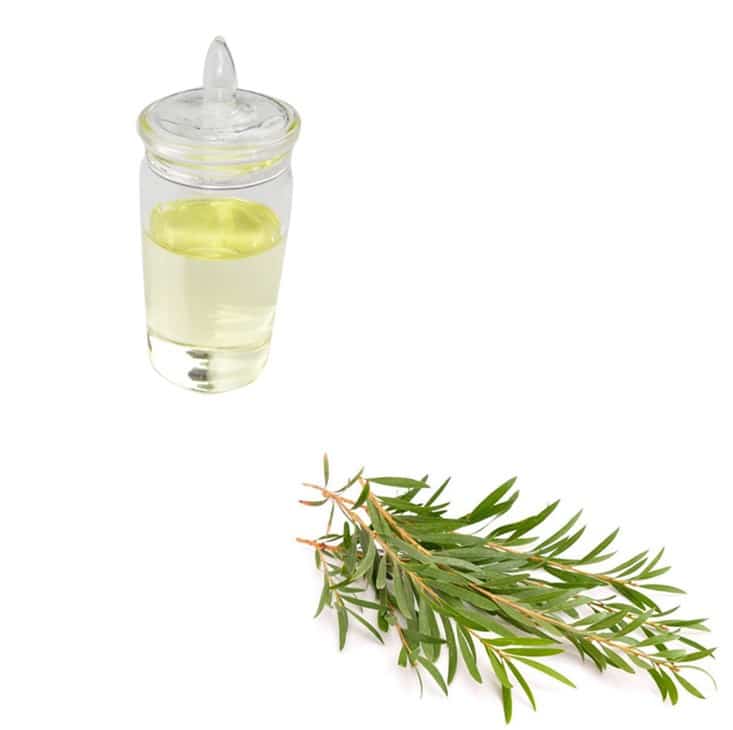 Free Tea Tree Oil Product Sample With Best Price