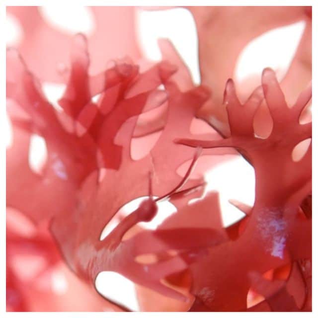 How can red marine algae help you? Due to its sulfated polysaccharide ...