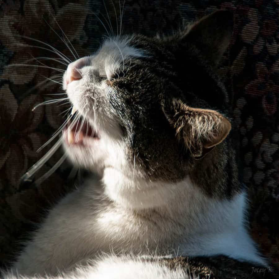 Why Does My Cat Sneeze A Lot?